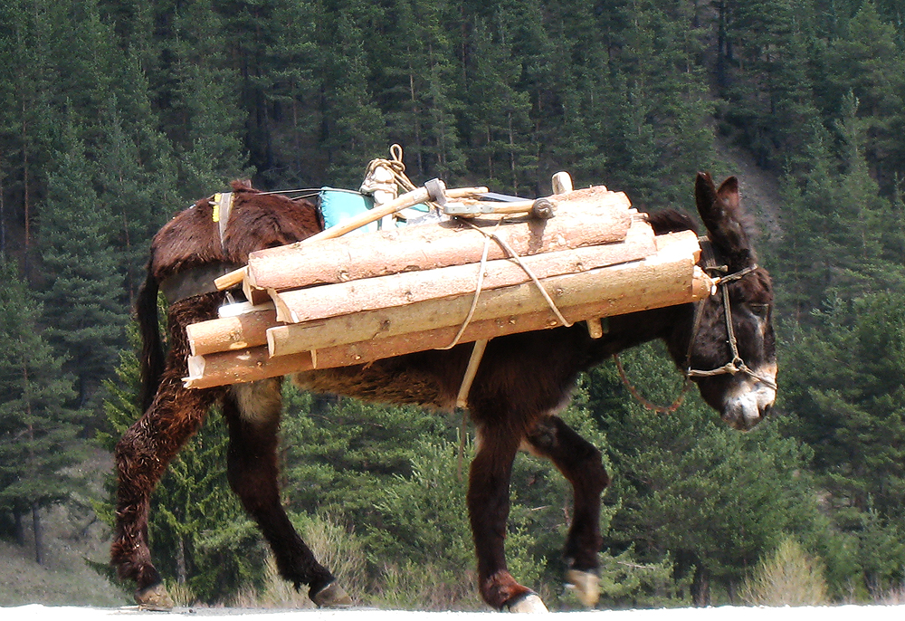 Balkan donkey