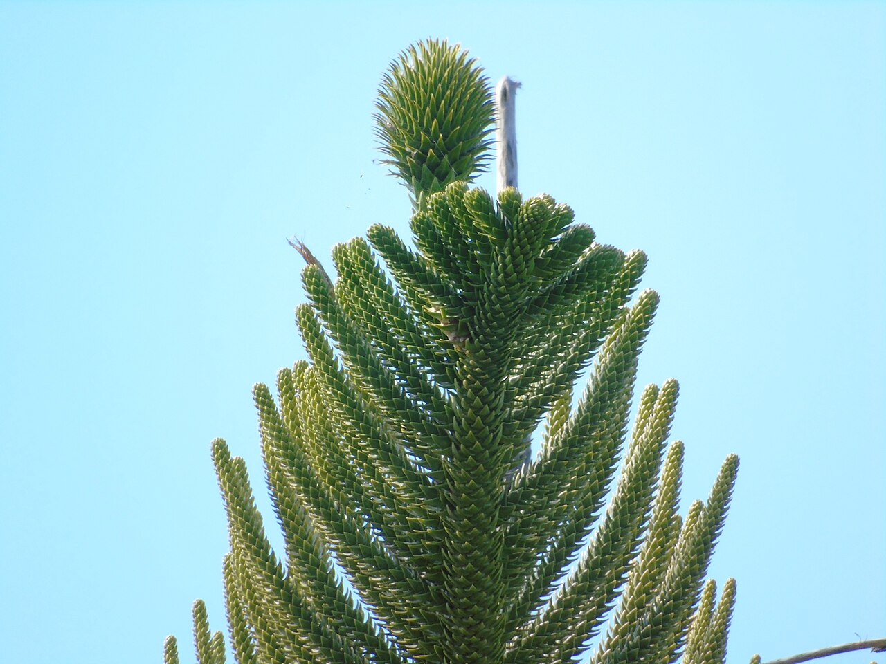 Araucaria heterophylla