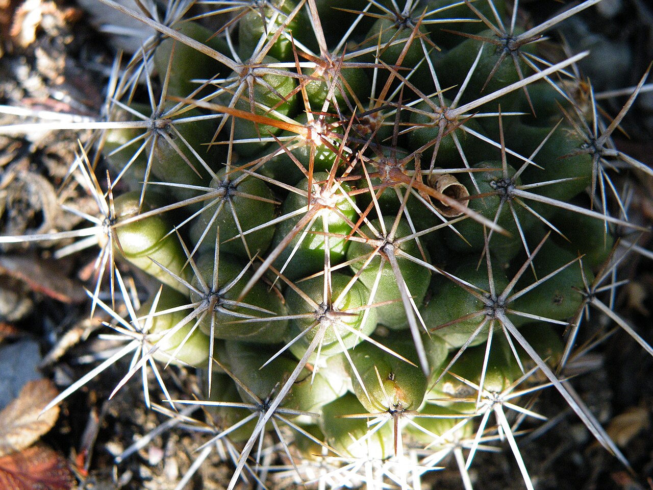 Coryphantha echinoidea