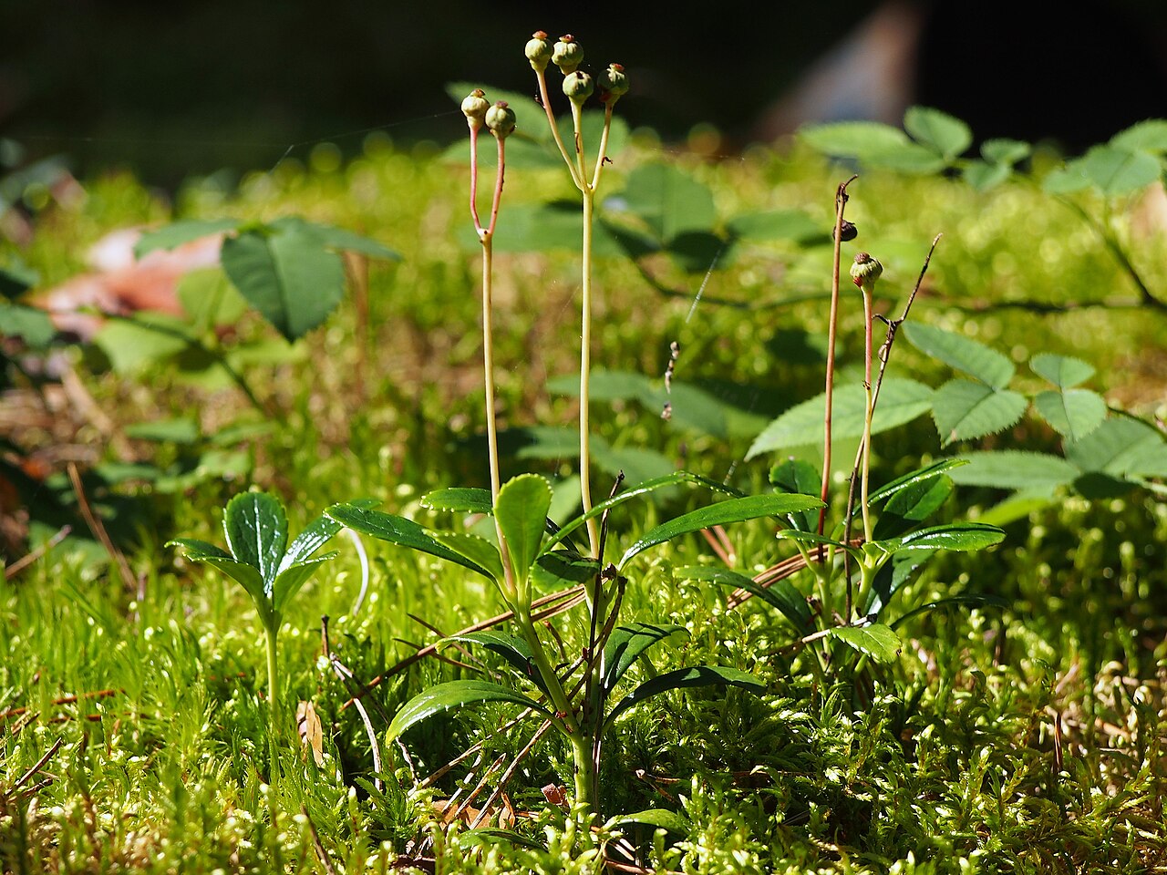 Chimaphila umbellata