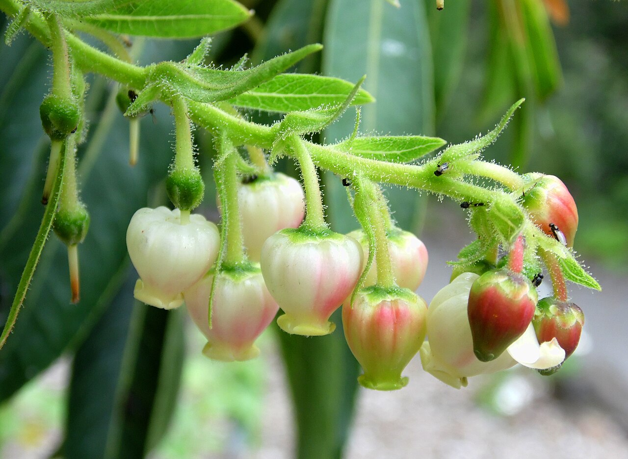 Arbutus canariensis