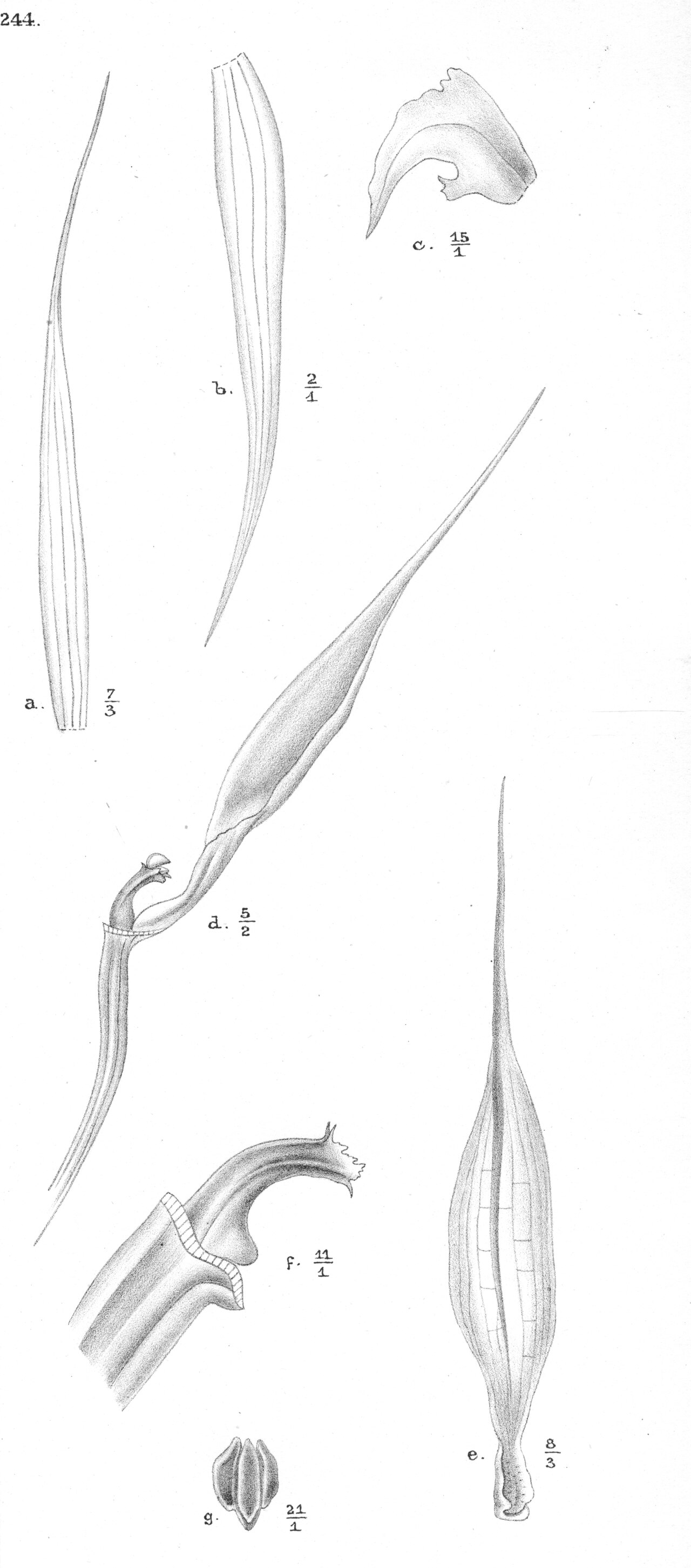 Bulbophyllum aristilabre
