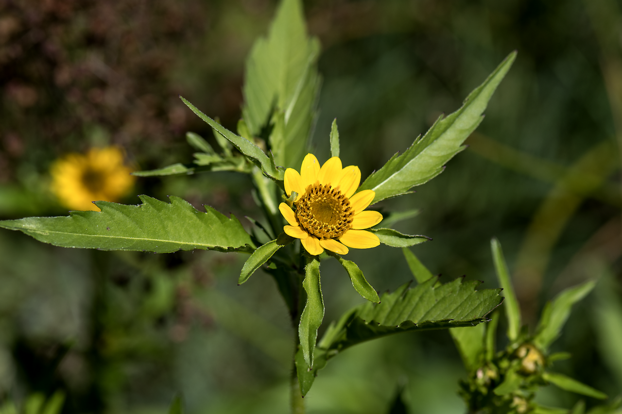 Vancouver Island beggarticks