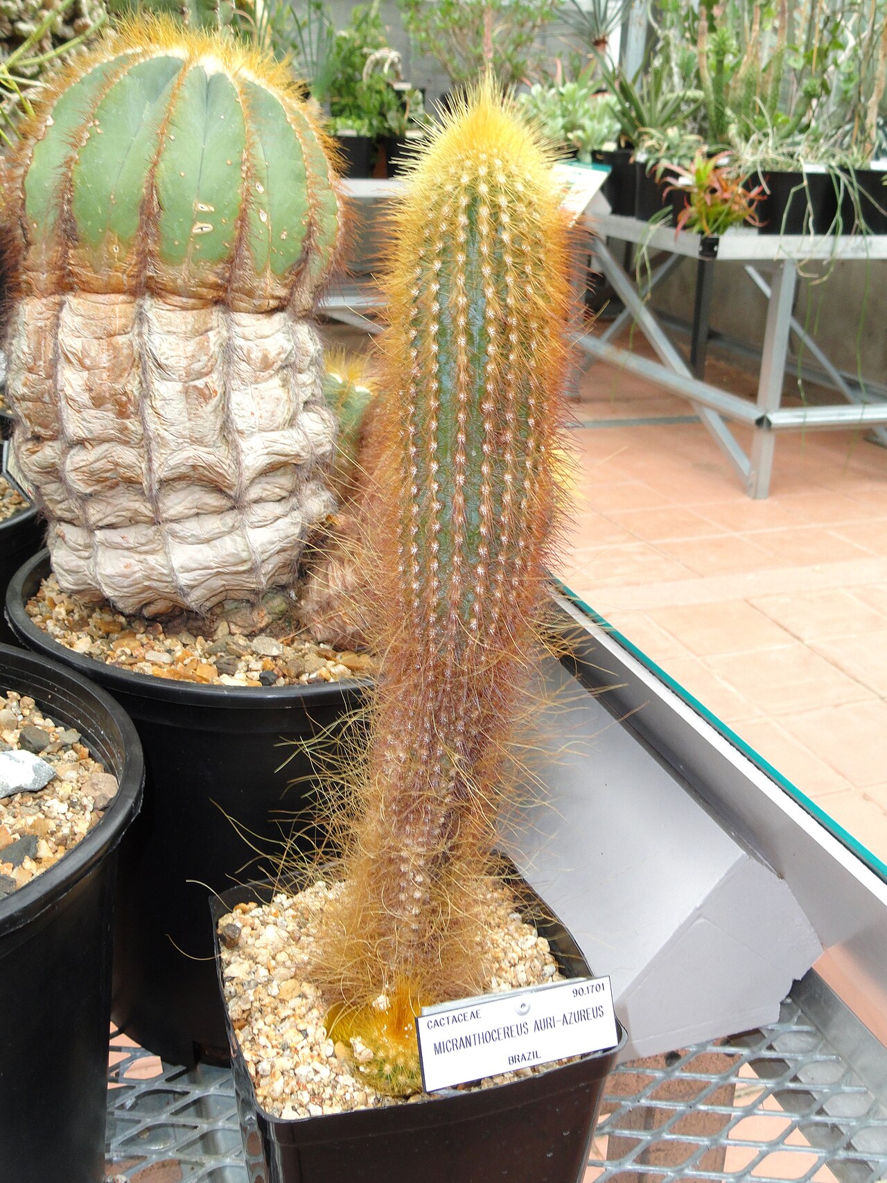 Micranthocereus auriazureus