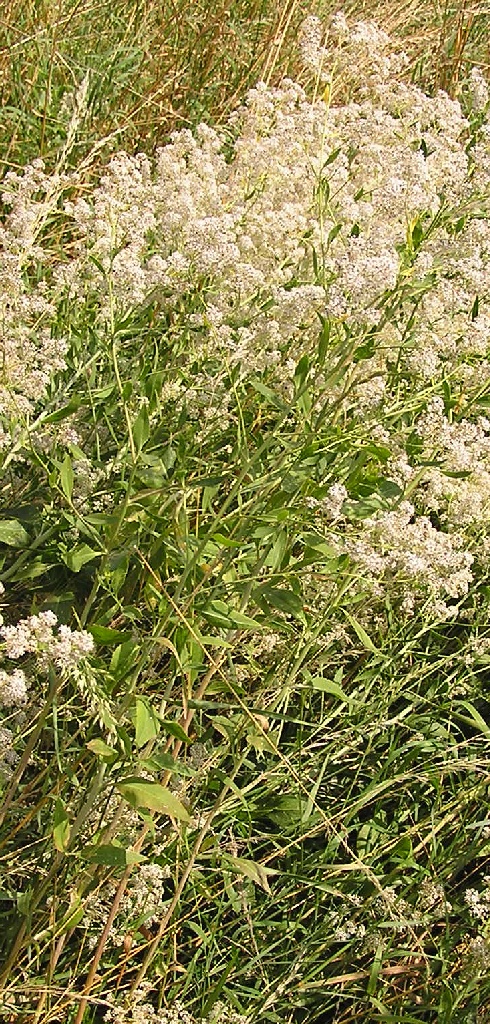 Lepidium latifolium