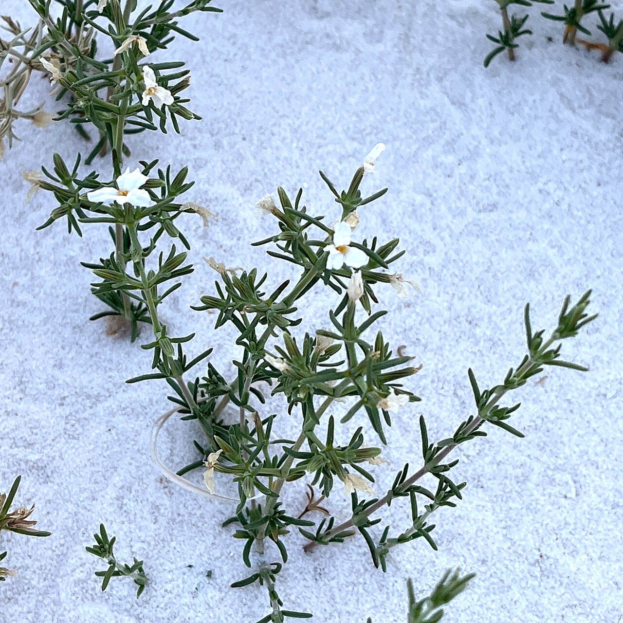 Frankenia jamesii