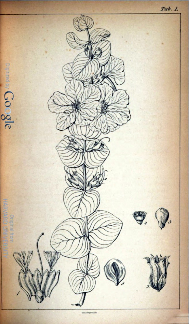 Diplusodon decussatus