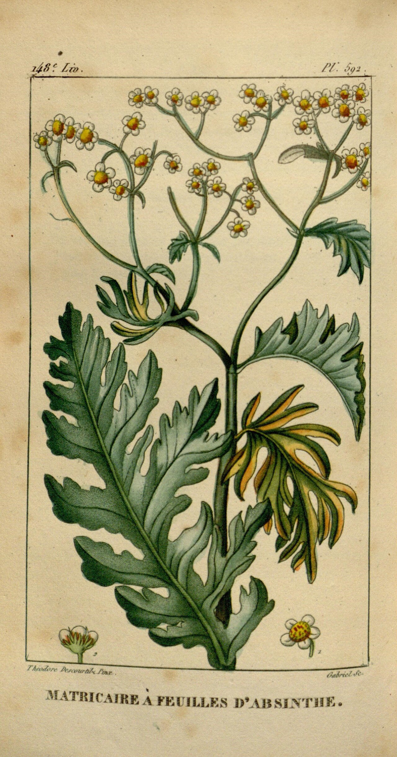 Achillea absinthoides