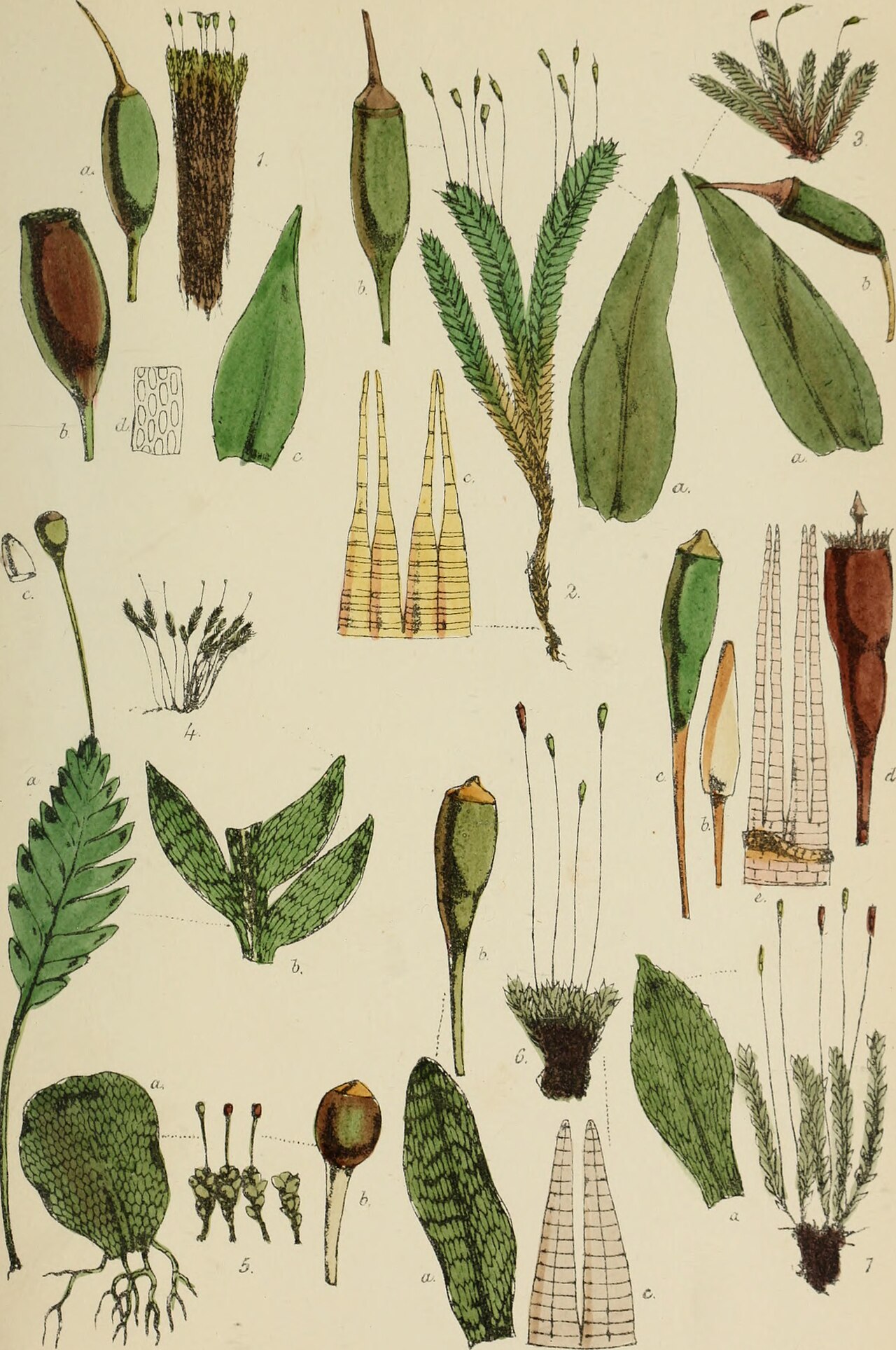 Fissidens griffithii