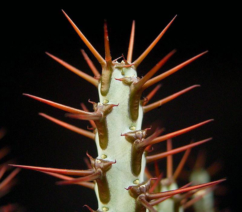 Euphorbia aeruginosa