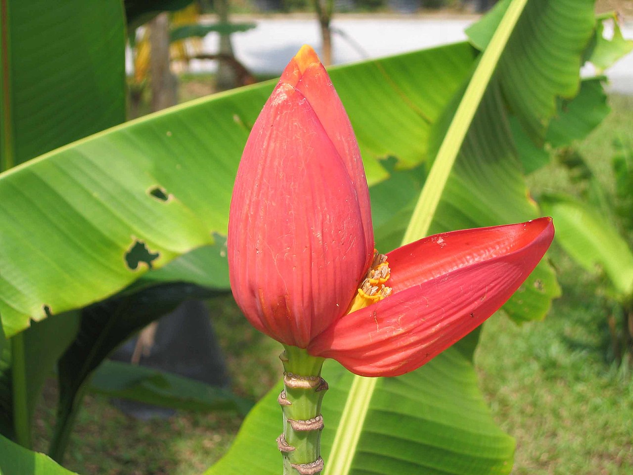 Musa violascens