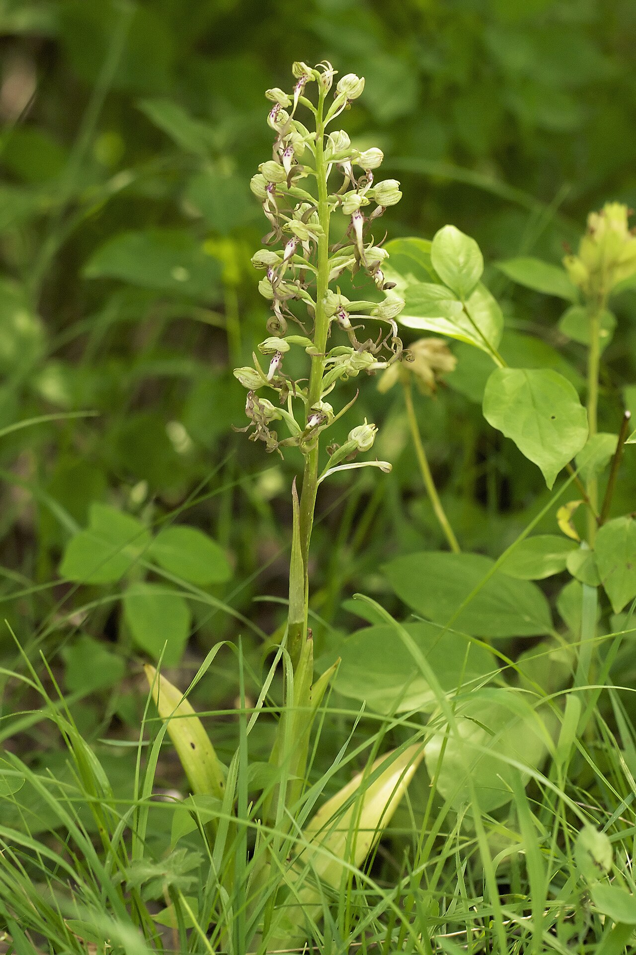 Himantoglossum hircinum