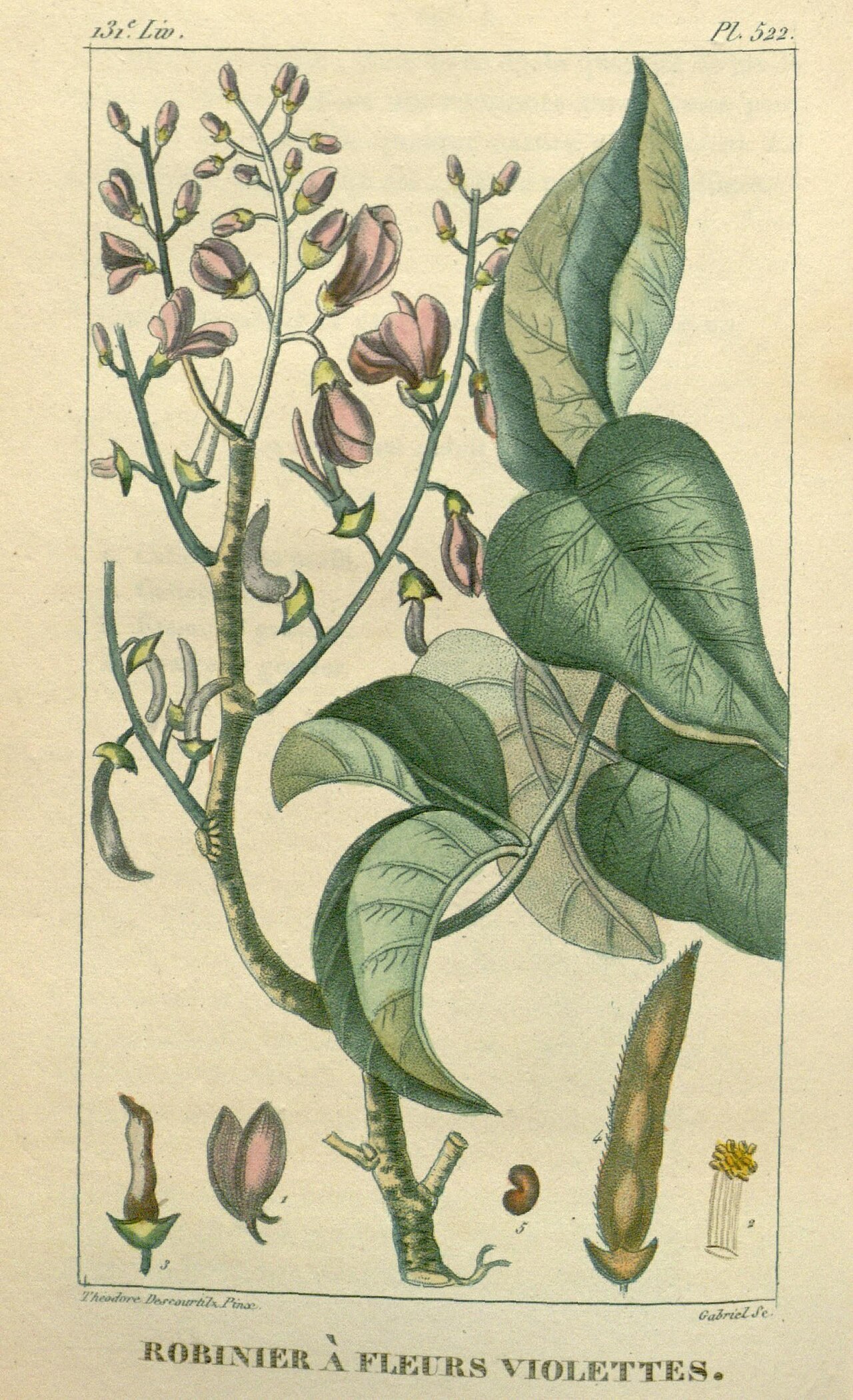 Lonchocarpus violaceus