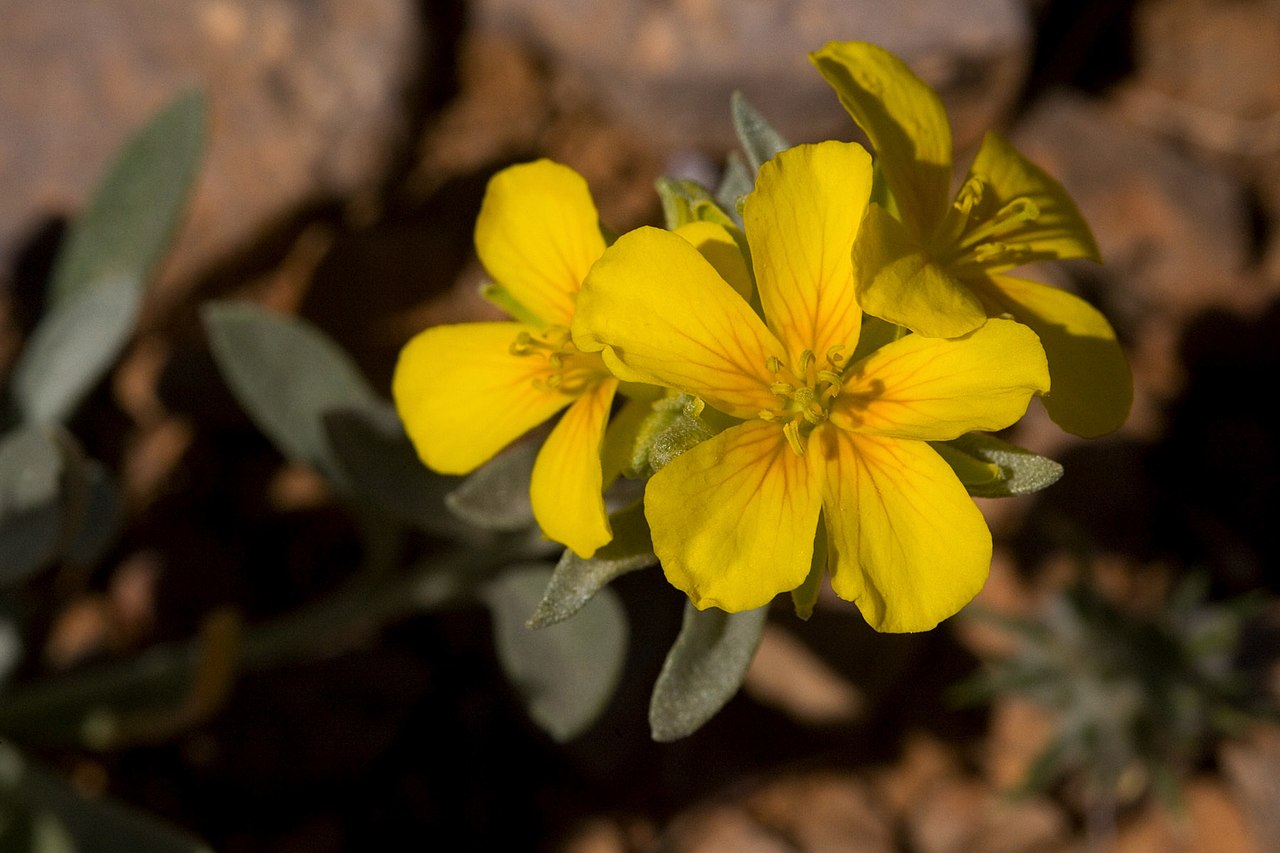 Physaria fendleri