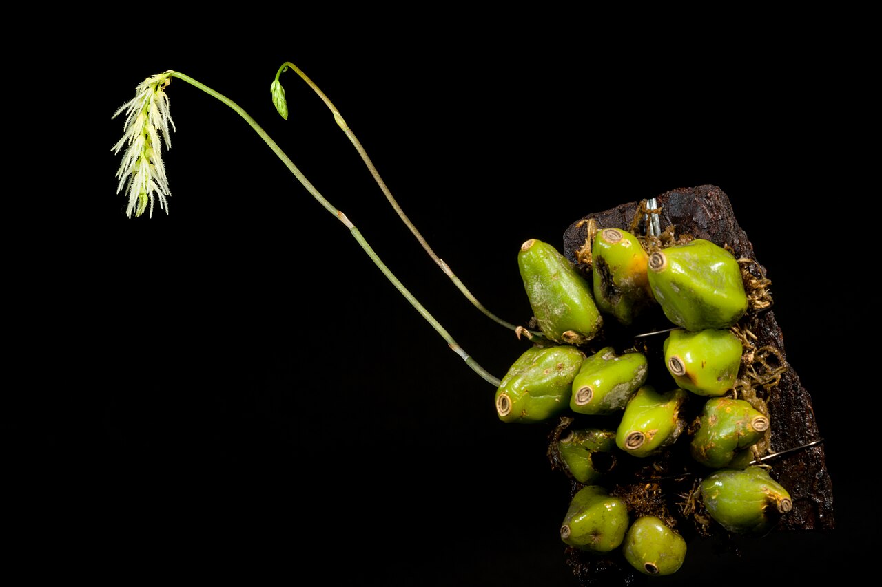 Bulbophyllum comosum