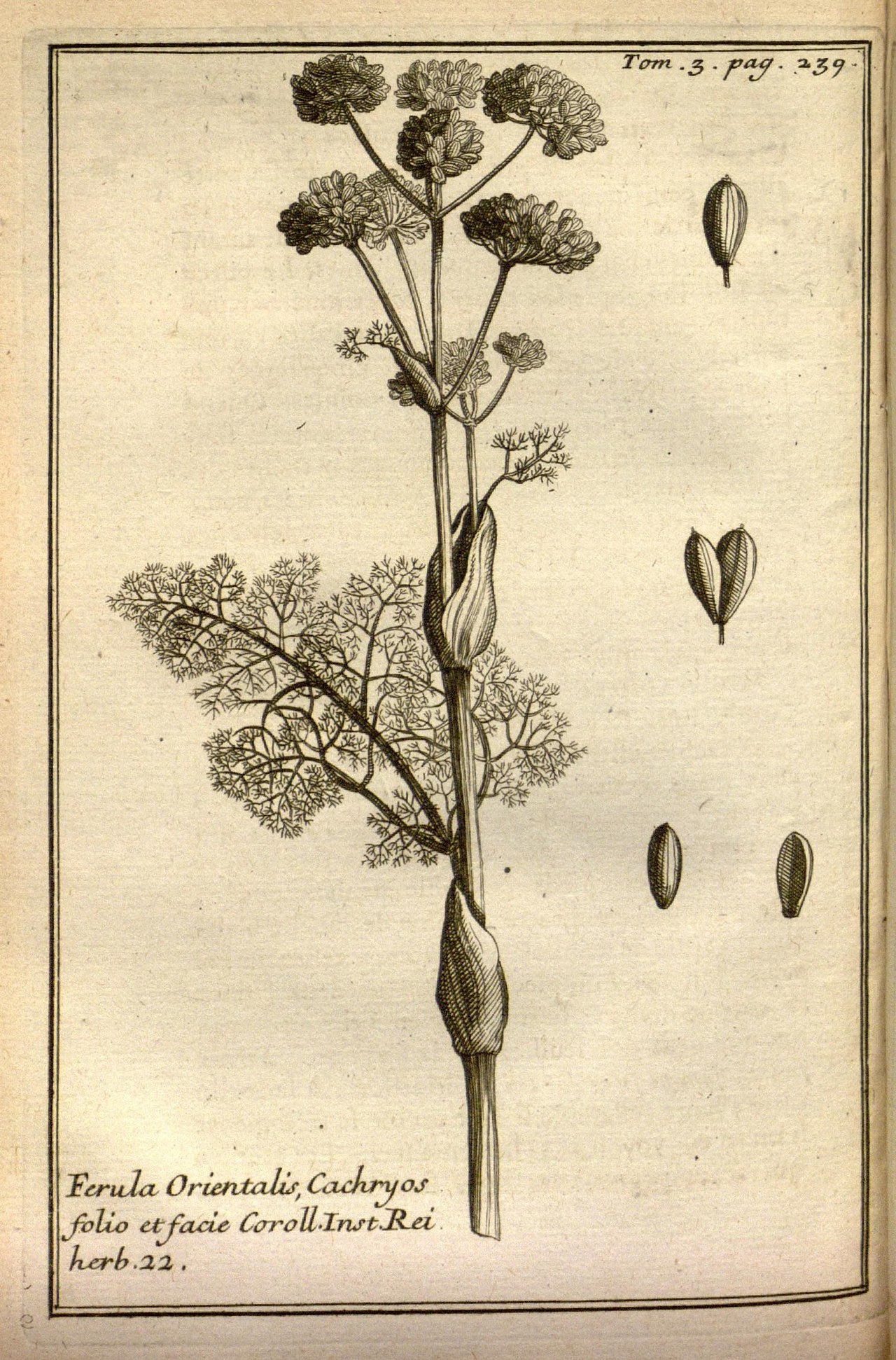 Ferula orientalis