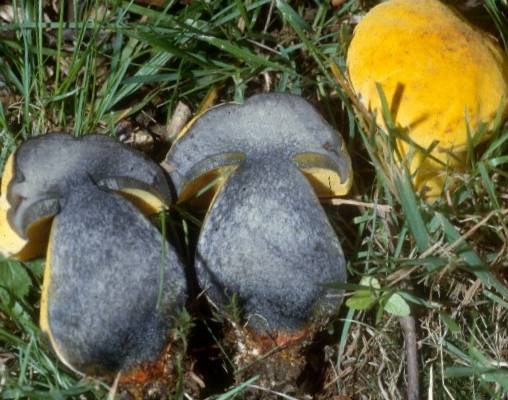 Boletus junquilleus