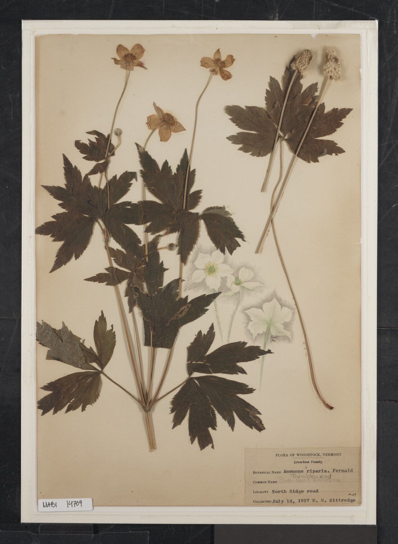 Anemone riparia