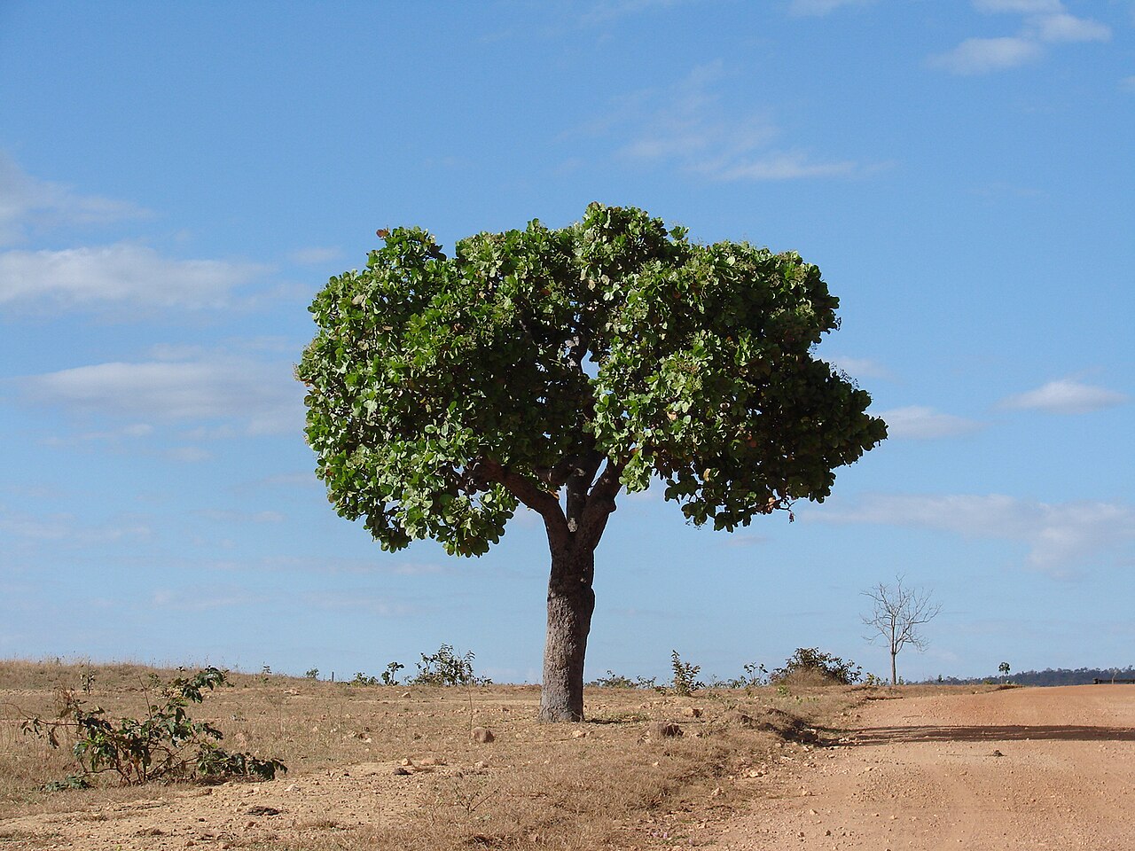 Curatella