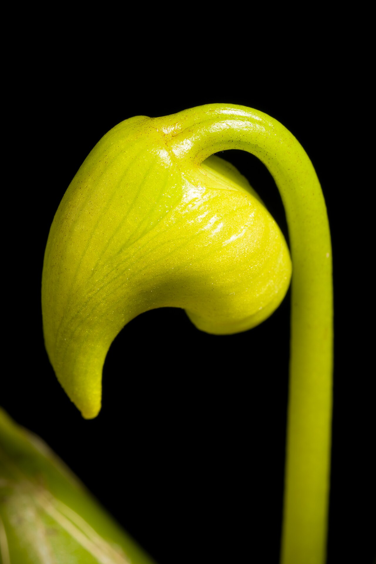 Bulbophyllum aureum