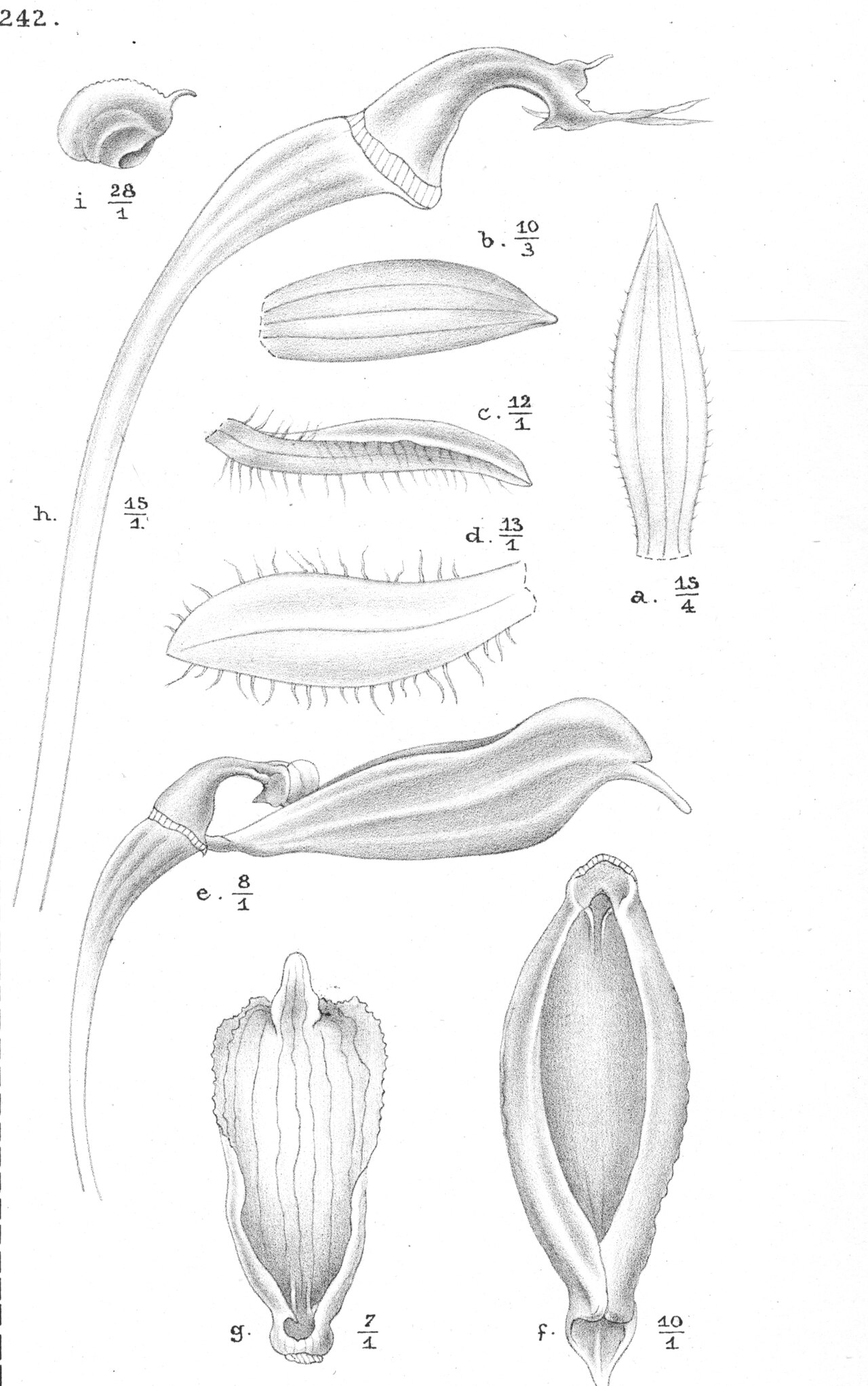 Bulbophyllum holochilum