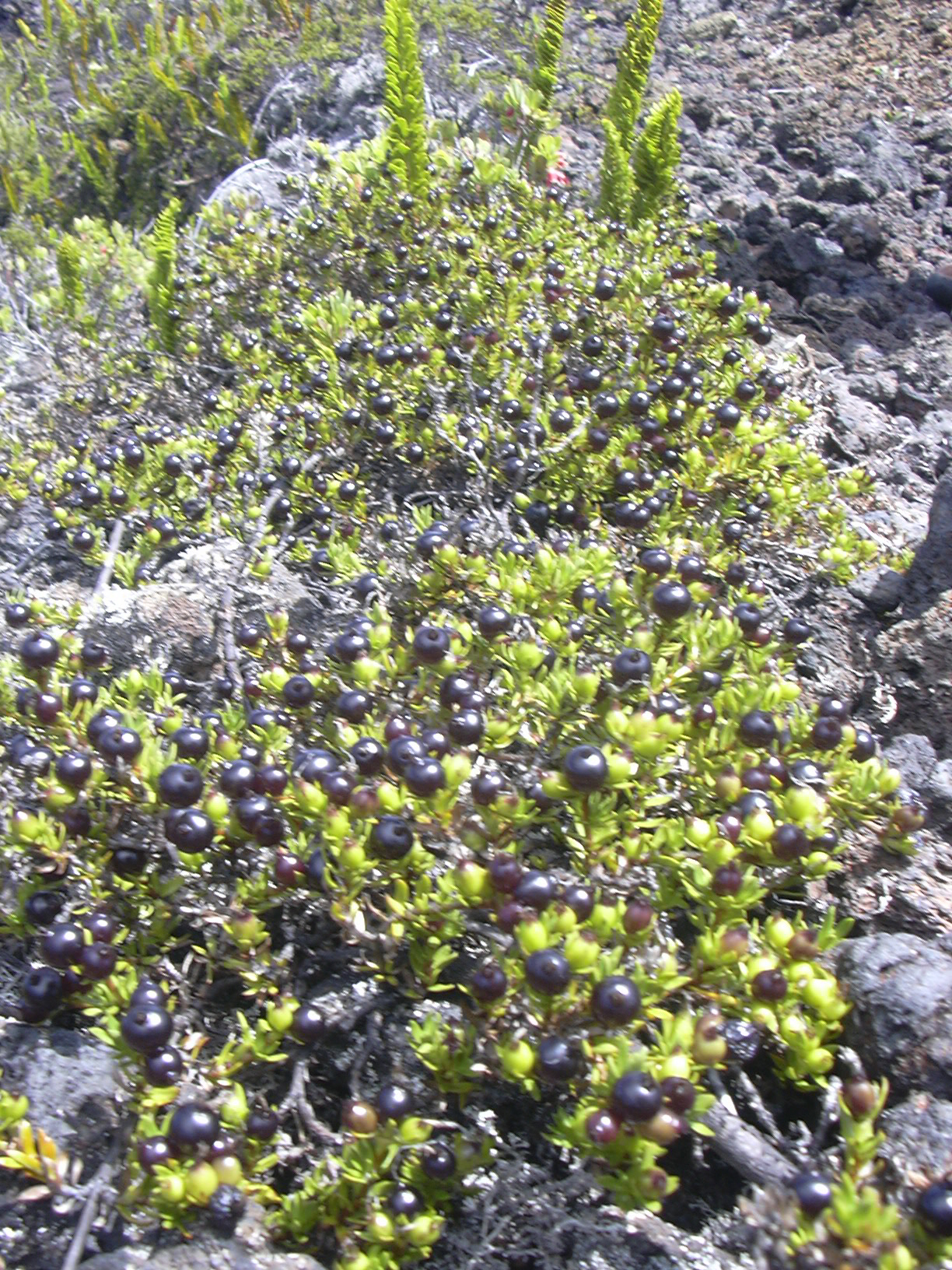 Coprosma ernodeoides