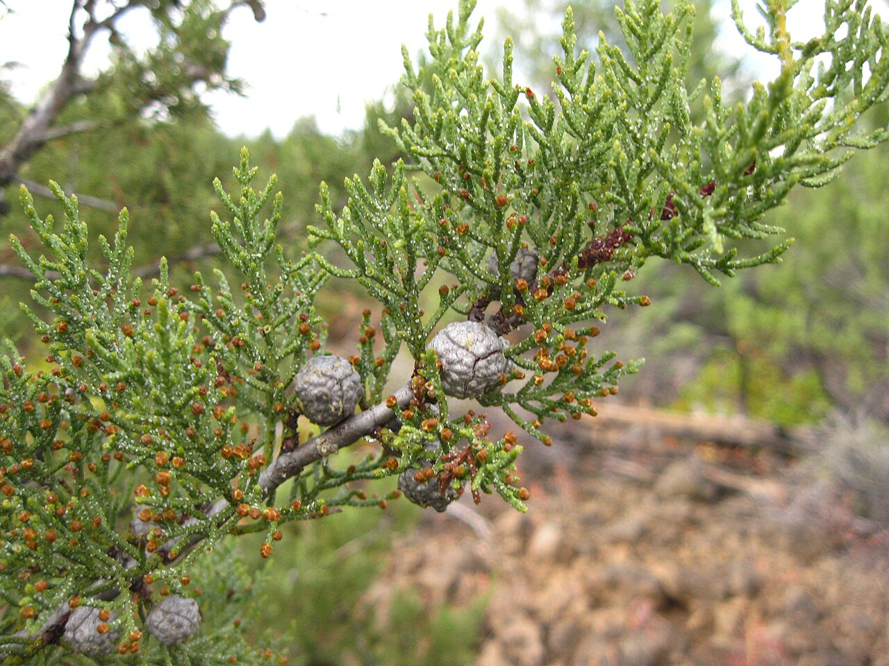 Cupressus bakeri