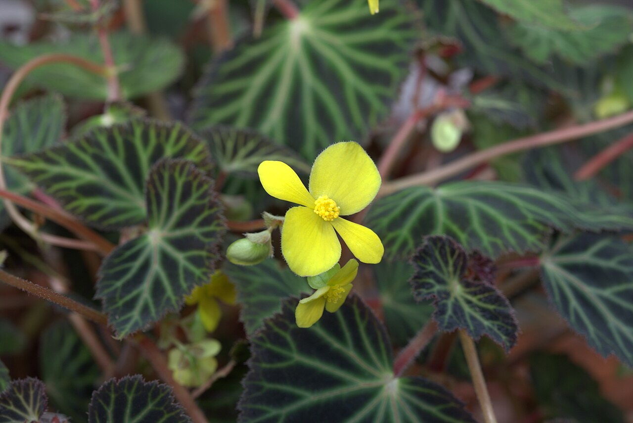 Begonia pearcei