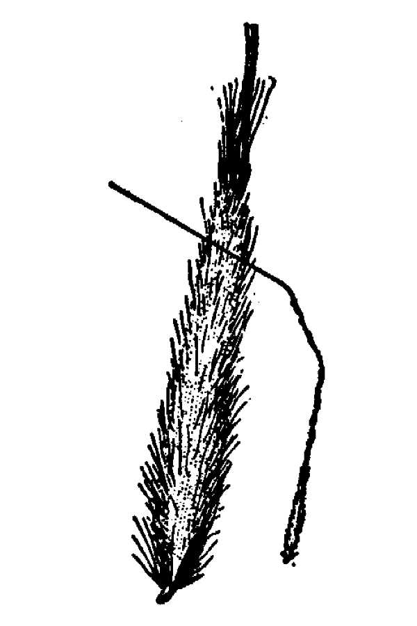 Achnatherum diegoense