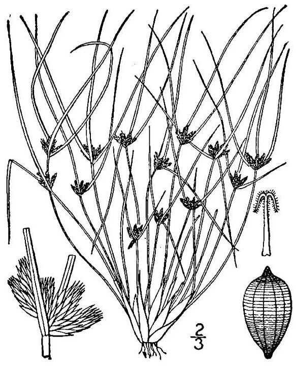 Fimbristylis vahlii