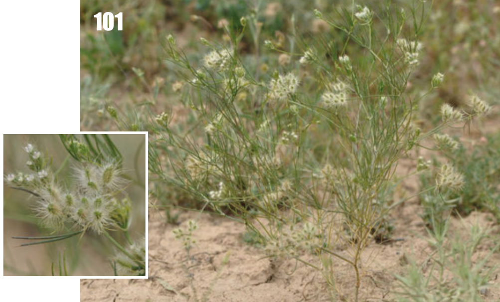 Cuminum setifolium
