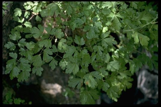 Aquilegia eximia