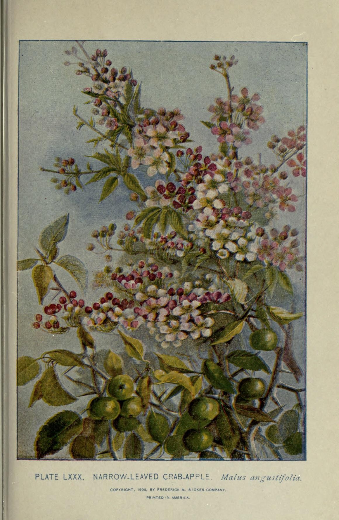 Malus angustifolia