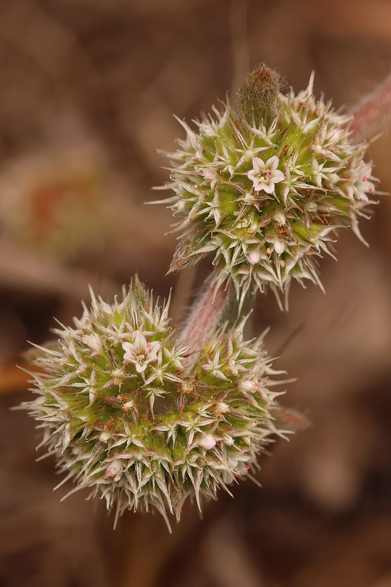 Chorizanthe cuspidata