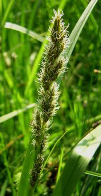 Carex vulpina