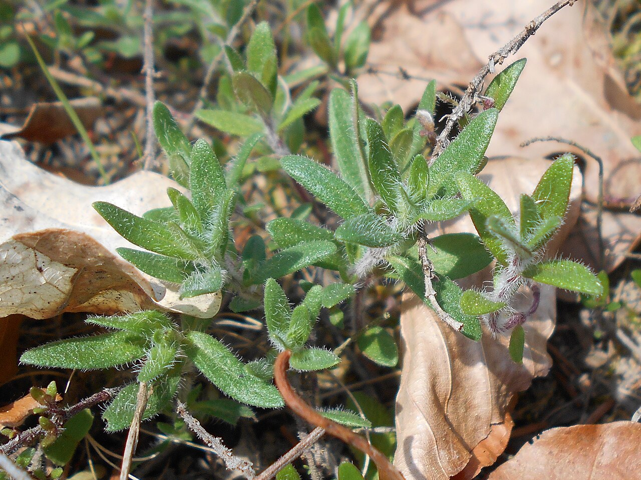 Thymus kosteleckyanus