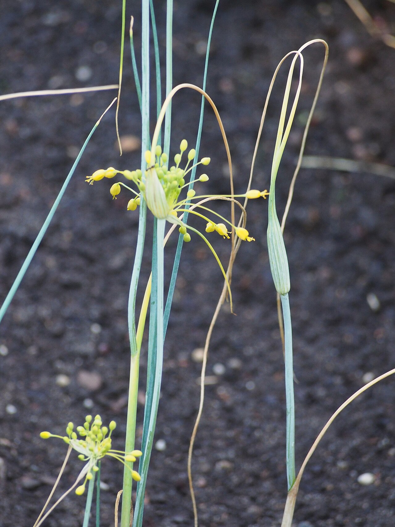 Allium flavum