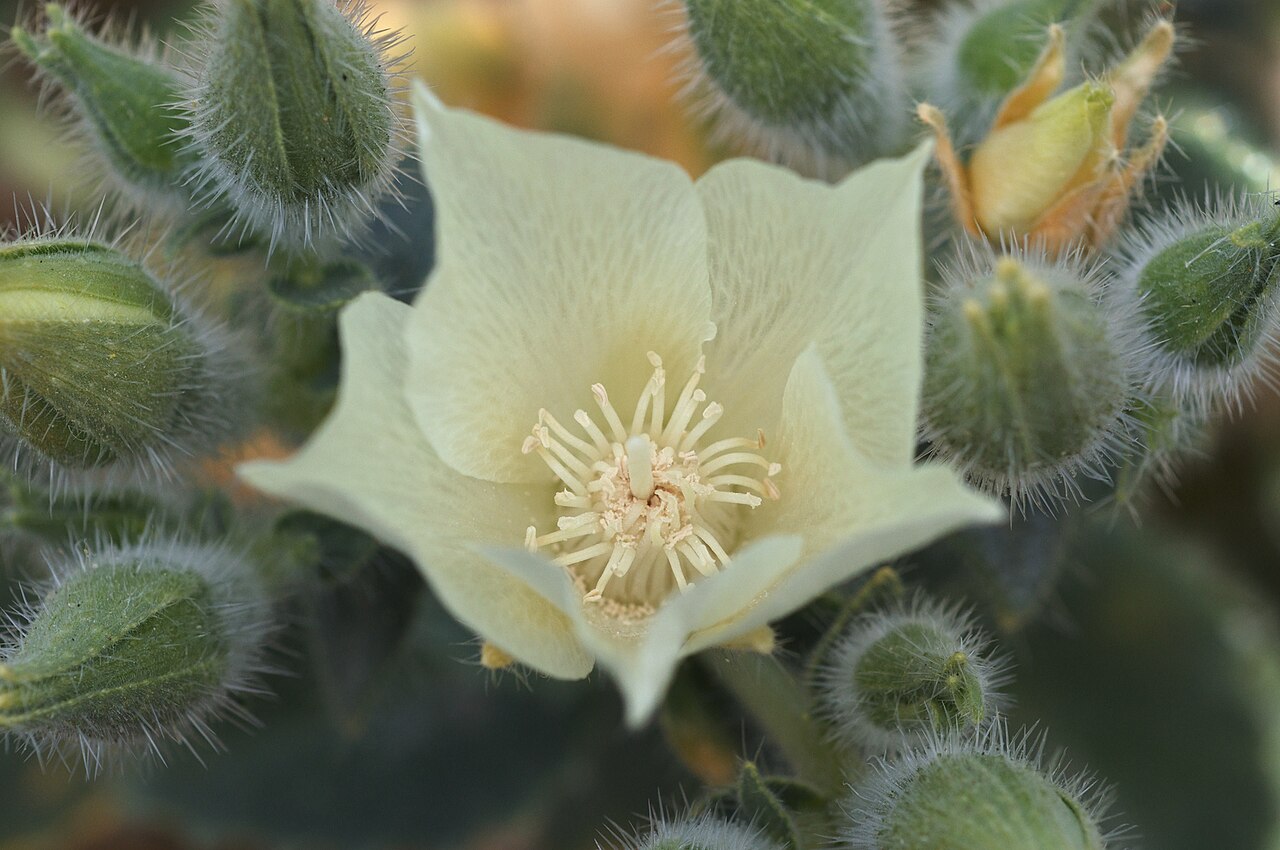 Desert rock nettle or desert stingbush