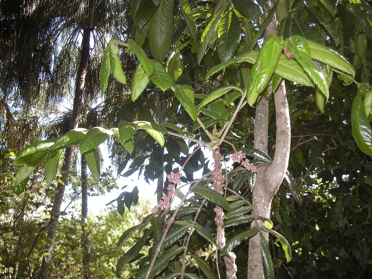 Davidsonia pruriens