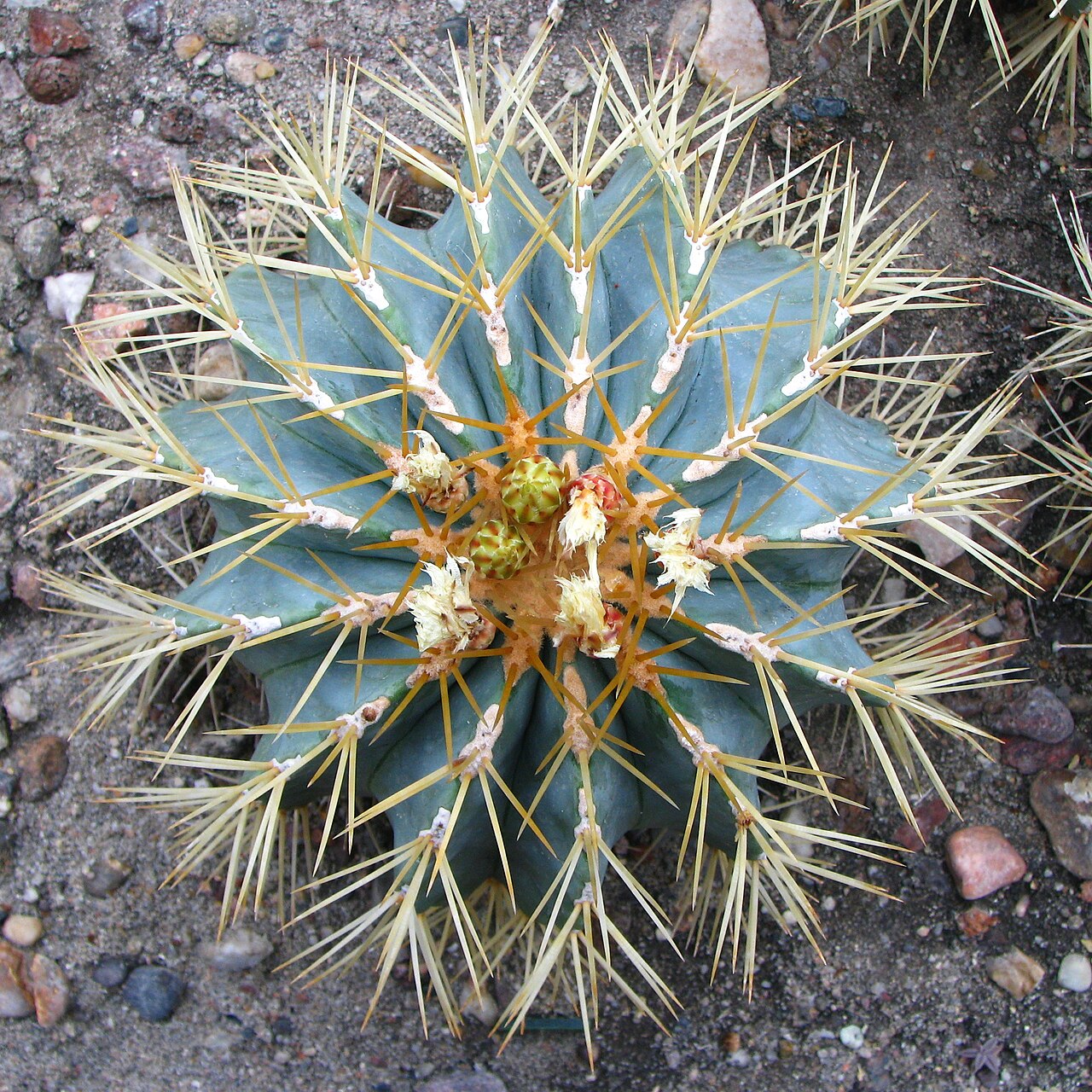 Ferocactus glaucescens