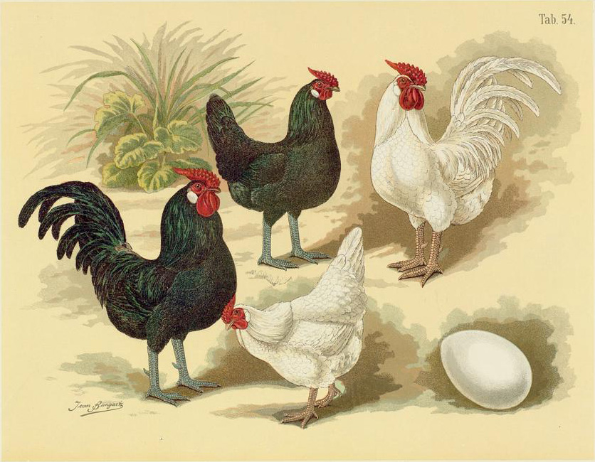 Rosecomb Bantam