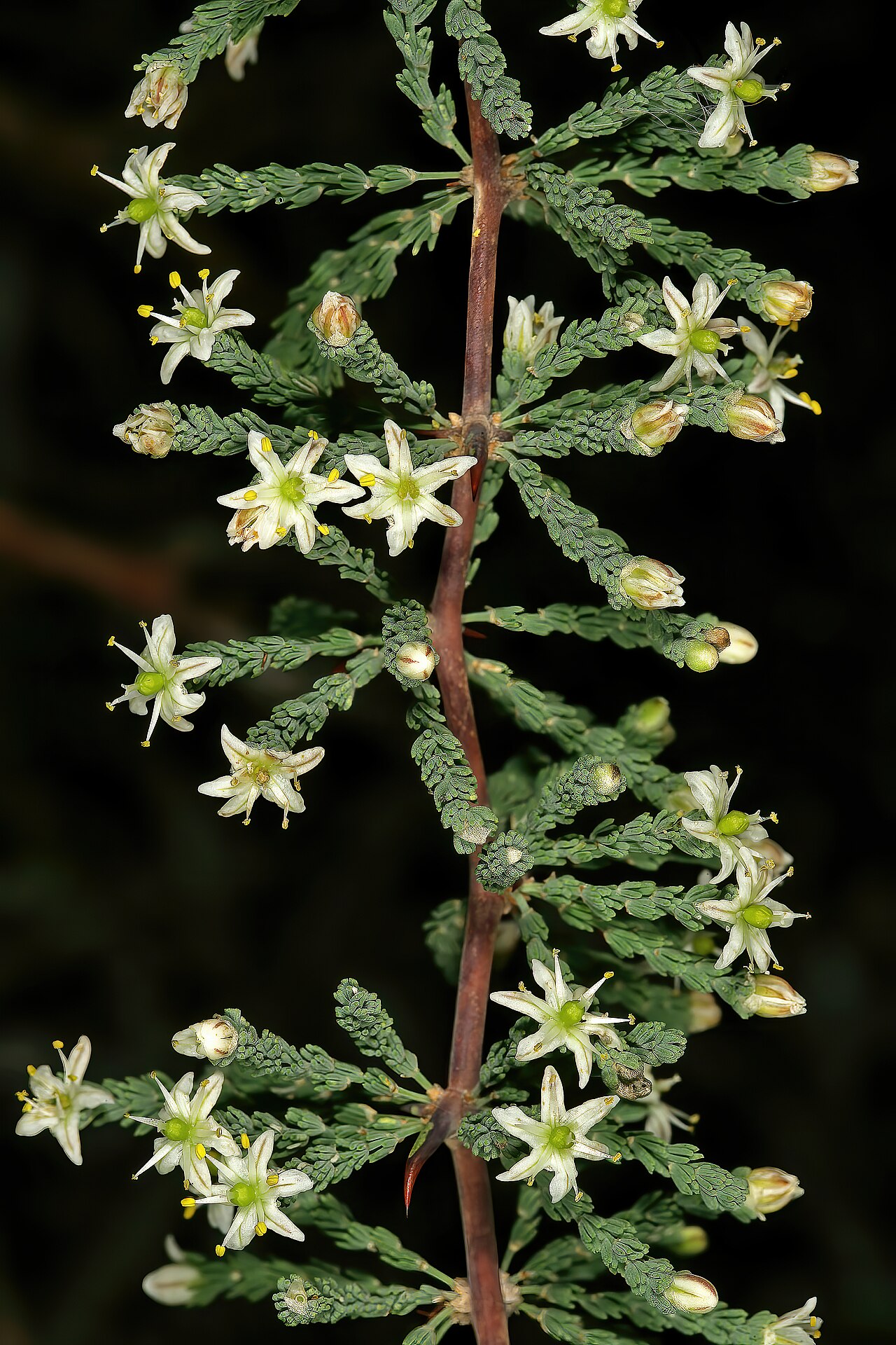 Asparagus capensis