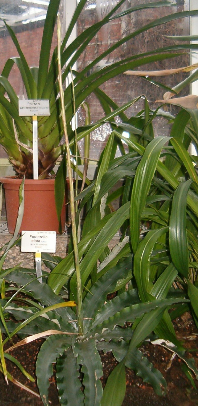 Fosterella rusbyi