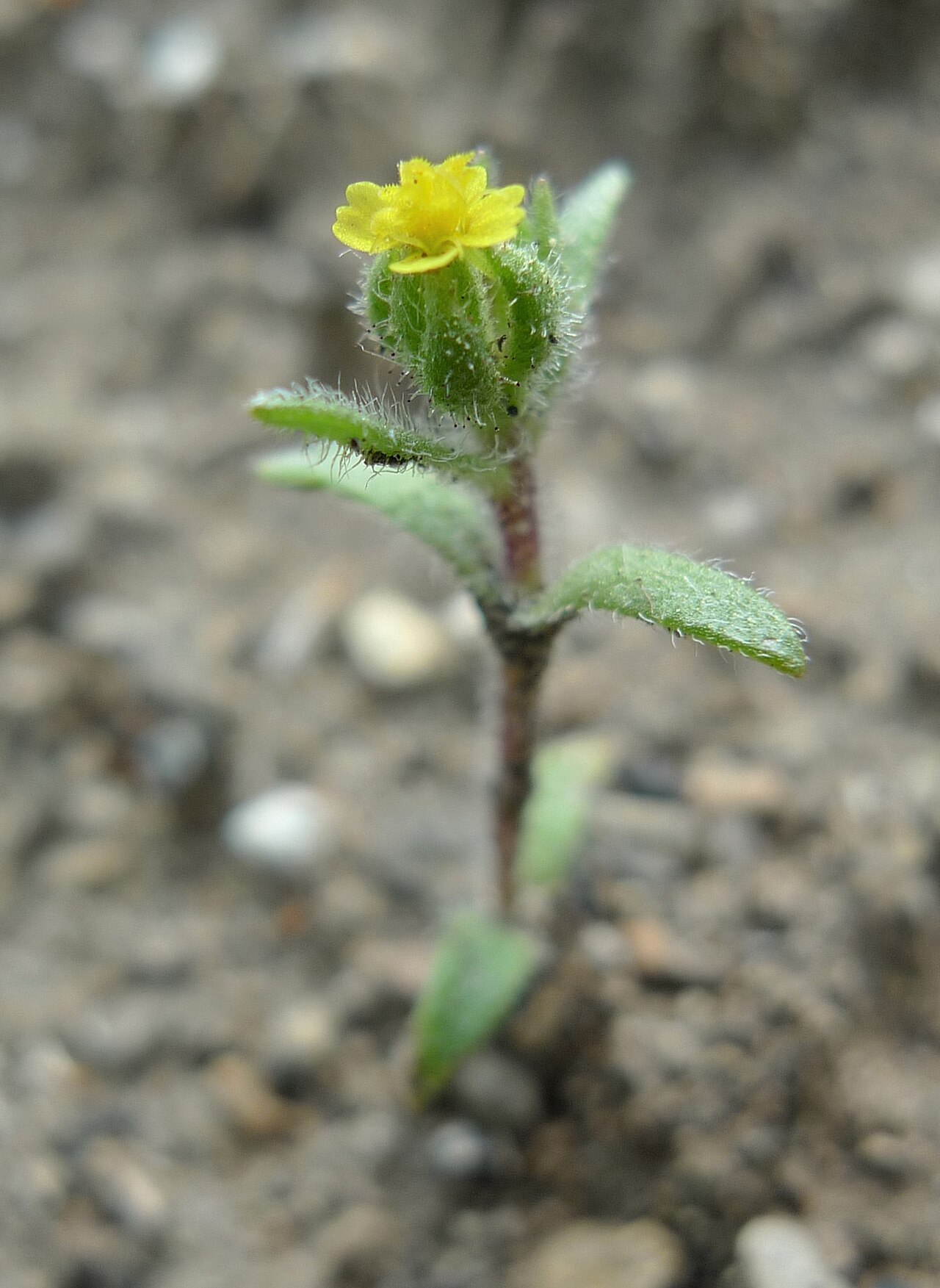 Hemizonella minima