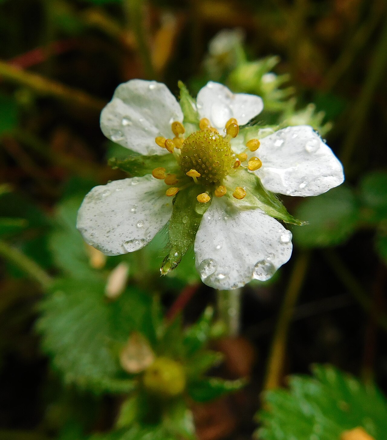 Fragaria moupinensis