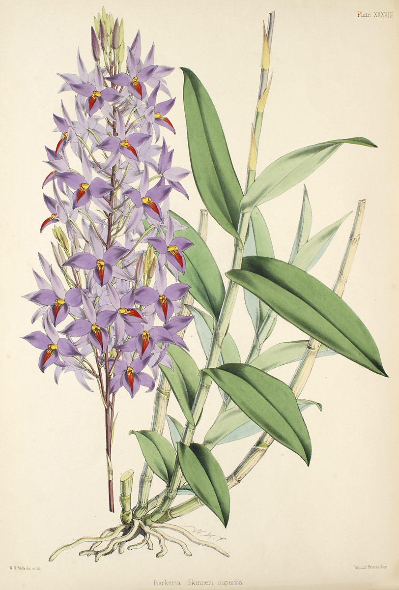 Barkeria skinneri