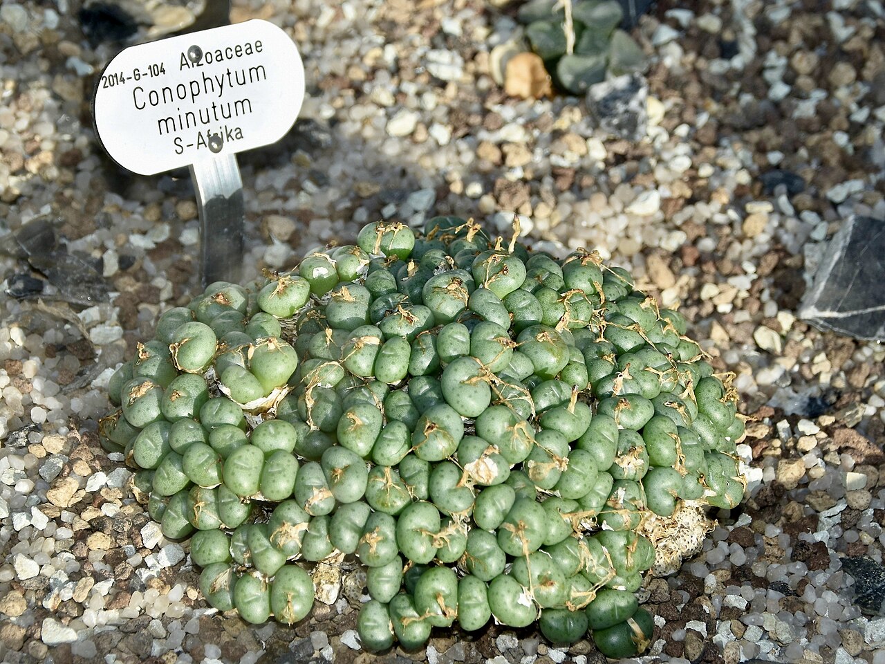 Conophytum minutum