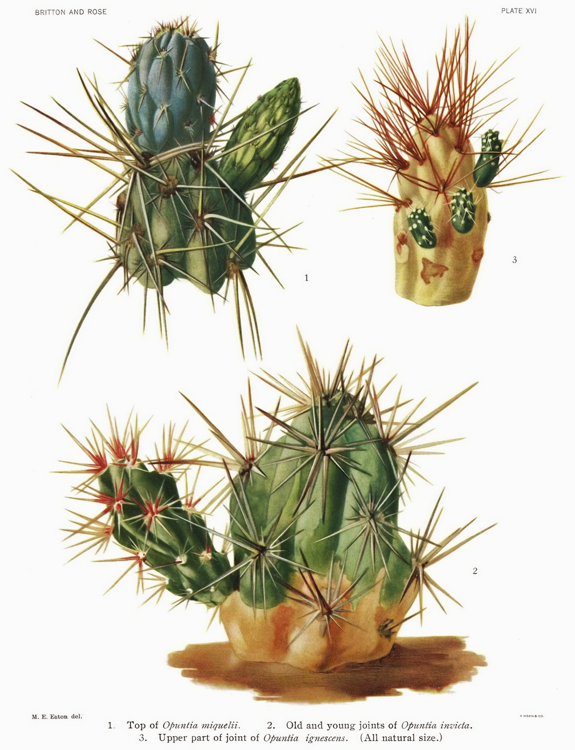 Grusonia invicta