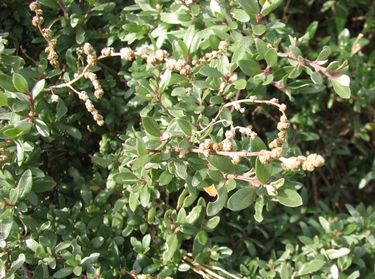 Marsh saltbush