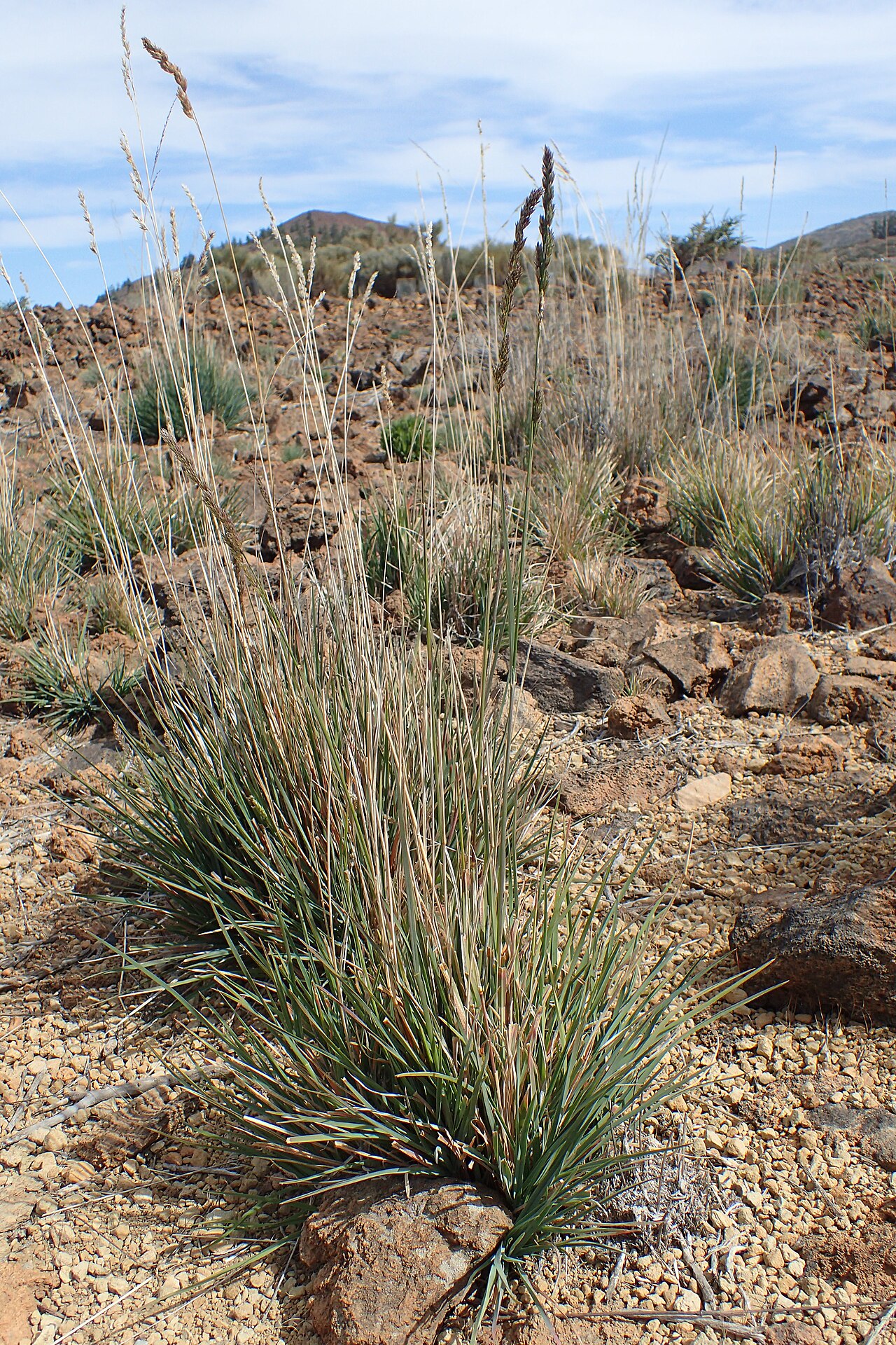 Dactylis metlesicsii